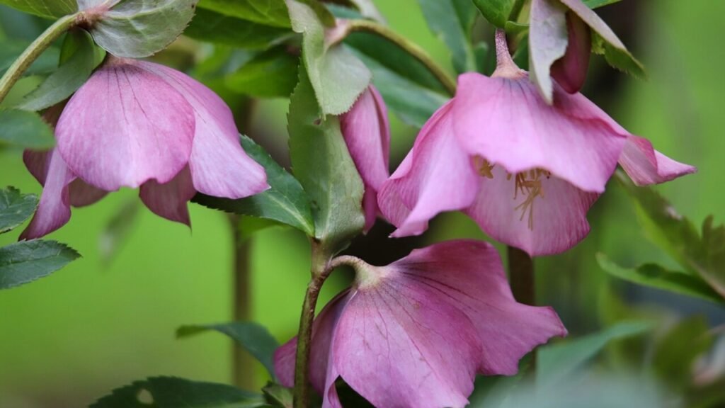 Download gratis bloomers mønster