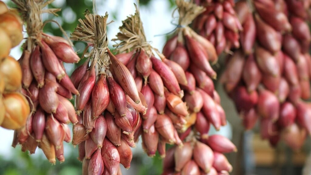 Download gratis onion mønster bukser