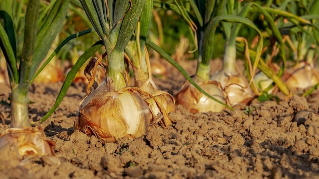 Download gratis onion mønster 4028